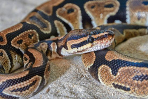 Royal piton Royal piton