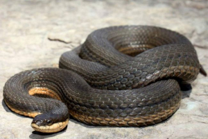 Королівська вода - вгору змінити змію Королівська вода - вгору змінити змію