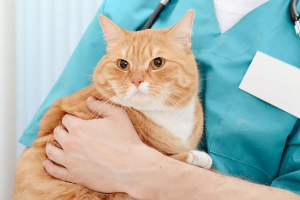 Коронавірус гастроентерит у котах - причини Коронавірус гастроентерит у котах - причини