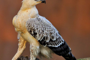 Коронований орлом - найбільший орел в африці Коронований орлом - найбільший орел в африці