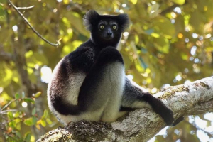 Короткий індір і ризик їх руйнування Короткий індір і ризик їх руйнування