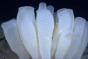 Кошик венери: морська губка, ткана з мережива Кошик венери: морська губка, ткана з мережива