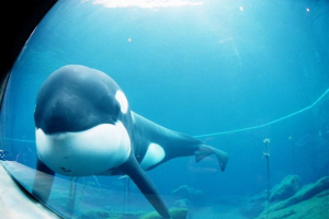 Кітека кайко: історія життя Кітека кайко: історія життя