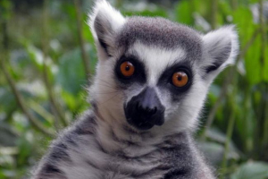 Feline lemur - мадагаскар mac Feline lemur - мадагаскар mac