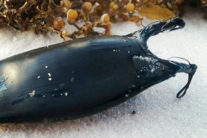 Гаманець для русалки або незвичайних морських істот Гаманець для русалки або незвичайних морських істот