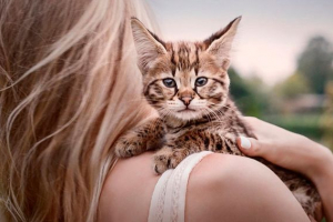 Cat asher вдома - що важливо знати? Cat asher вдома - що важливо знати?