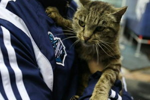 Кіт від владивостока обіду на 60 тис. В місцевому аеропорту Кіт від владивостока обіду на 60 тис. В місцевому аеропорту