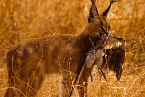 Кішка каракал Кішка каракал