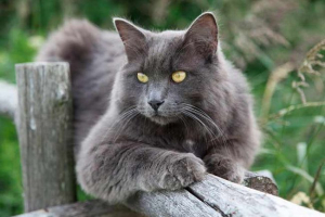 Cat nibelung - порода Cat nibelung - порода