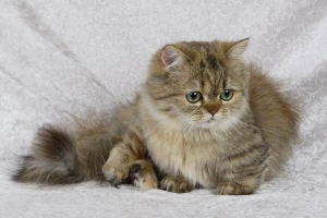 Кот породи наполеон, його особливості, персонаж, догляд та ціна Кот породи наполеон, його особливості, персонаж, догляд та ціна