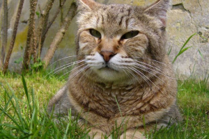 Cat порода pixesbob Cat порода pixesbob