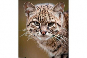 Кіт joffwru Кіт joffwru