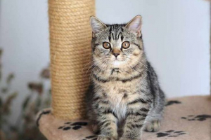 Кішки кольорові таббі Кішки кольорові таббі