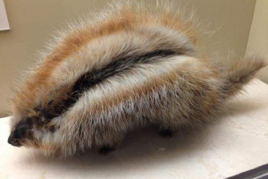 Космонійний хом'як - гризунт, подібний до диктума Космонійний хом'як - гризунт, подібний до диктума