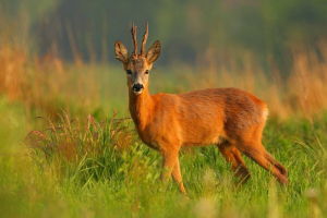 Коріння Коріння
