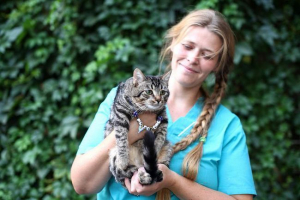 Кіт з вроцлава трактує господині Кіт з вроцлава трактує господині