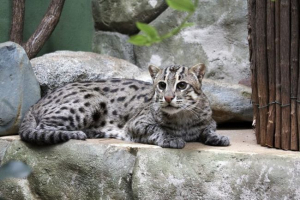 Кішка рибалка Кішка рибалка