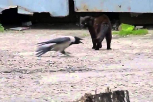 Кошеня і ророна Кошеня і ророна