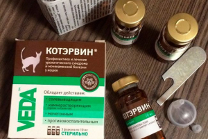 Coterwin для кішок - які захворювання лікують? Coterwin для кішок - які захворювання лікують?