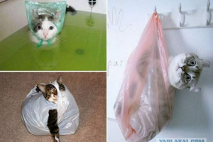 Кішки проти пакетів: справжня usaто-смугаста пригода Кішки проти пакетів: справжня usaто-смугаста пригода