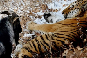 Козел тимура загнав амур з дому в снігопаді Козел тимура загнав амур з дому в снігопаді