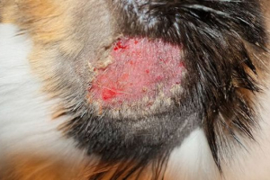 Хвороби шкіри в кішок: симптоми та лікування Хвороби шкіри в кішок: симптоми та лікування