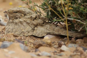 Коза буланія. Фото комаха Коза буланія. Фото комаха