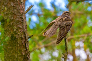 Козячий Козячий