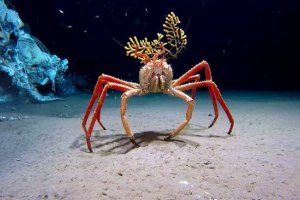 Крабовий павук Крабовий павук
