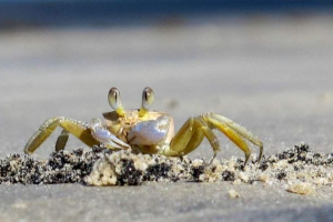 Краб втік з ресторану з ножем у culshne Краб втік з ресторану з ножем у culshne