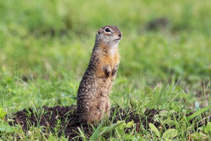 Print suslik Print suslik