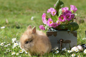 Красиві псевдоніми для дівчат кроликів. Яке ім'я вибрати декоративний кролик? Красиві псевдоніми для дівчат кроликів. Яке ім'я вибрати декоративний кролик?
