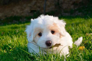 Красиві прізвиська для дівчат цуценят. Яке ім'я вибрати собаку? Красиві прізвиська для дівчат цуценят. Яке ім'я вибрати собаку?