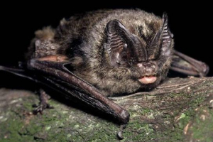 Червона книга калінінградської області Червона книга калінінградської області