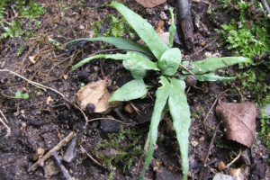 Червона книга красноярська територія Червона книга красноярська територія