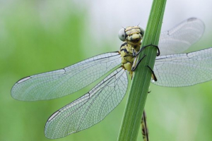 Червона книга амурської області Червона книга амурської області
