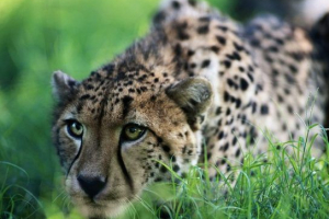 Червона книга республіки казахстан Червона книга республіки казахстан