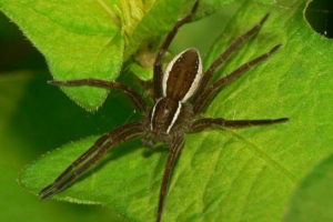 Тварини червоної книги ленінградської області Тварини червоної книги ленінградської області