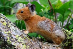 Червона їжа Червона їжа