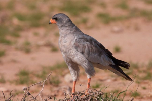 Redobocy reseller Redobocy reseller