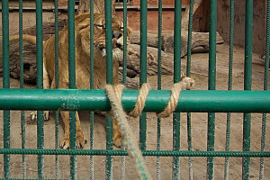 Красноярський зоопарк відповідає конкуренції мотузки з левами Красноярський зоопарк відповідає конкуренції мотузки з левами