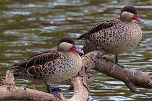 Червоне покриття качки Червоне покриття качки