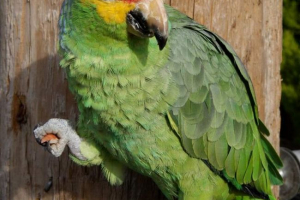 Red moloby amazon - parrot з кольоровою експлуатацією Red moloby amazon - parrot з кольоровою експлуатацією