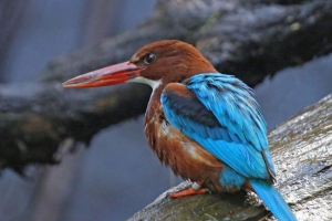 Червоні дробики: спосіб життя та відтворення пернаті Червоні дробики: спосіб життя та відтворення пернаті