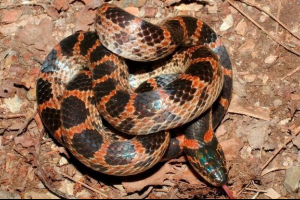 Krasnopoyens dinoson Krasnopoyens dinoson