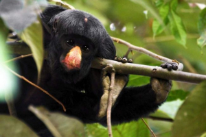 Краснікін саки, вони є чіпотами, вони є шаггі саки Краснікін саки, вони є чіпотами, вони є шаггі саки