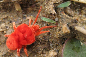 Червоно-мотельні кліщі - паразити носіїв інфекцій Червоно-мотельні кліщі - паразити носіїв інфекцій