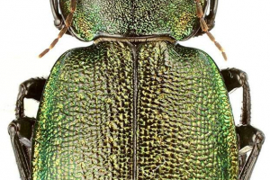 Krasotel mesh: фото, опис жука Krasotel mesh: фото, опис жука