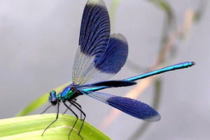 Краса - дівчина - вишукана бабка Краса - дівчина - вишукана бабка