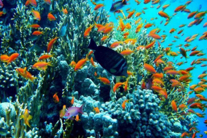 Краса підводного світу червоного моря Краса підводного світу червоного моря